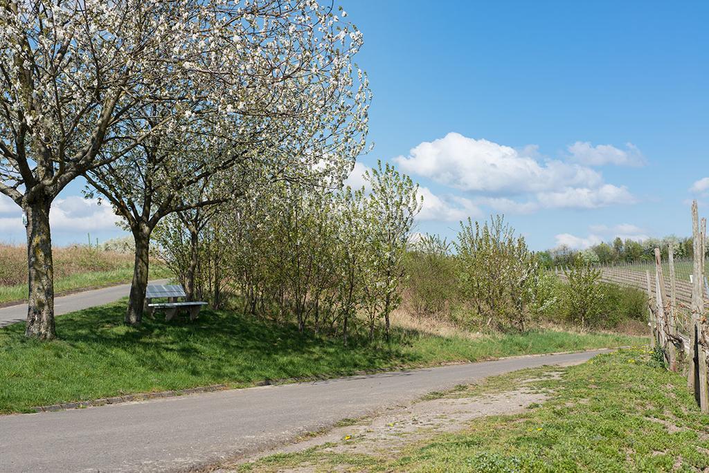 Weingut & Gaestehaus Edwin Hoffmann Trittenheim Exterior photo